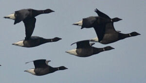 Brant Goose 
&copy; Ghislain Riou