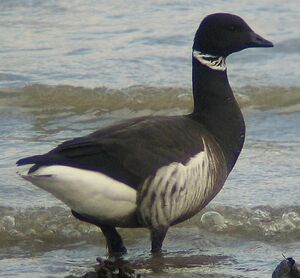 Black Brant
