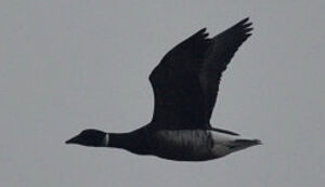 Black Brant
