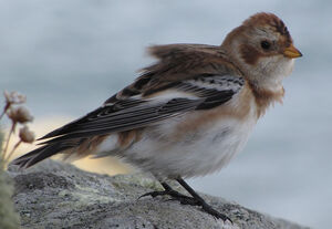 Snow Bunting 
&copy; Ghislain Riou