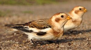 Snow Bunting 
&copy; Ghislain Riou