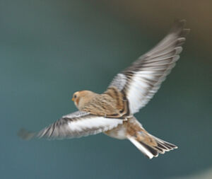 Snow Bunting 
&copy; Ghislain Riou