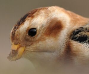 Snow Bunting 
&copy; Ghislain Riou