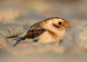 Snow Bunting 
&copy; Ghislain Riou