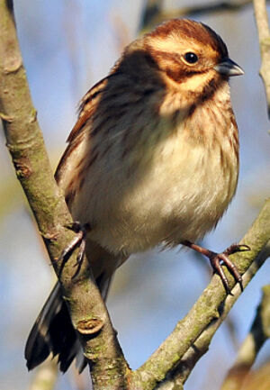 Common Reed Bunting 
&copy; Ghislain Riou