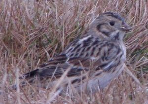 Lapland Longspur