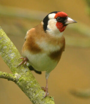 European Goldfinch 
&copy; Ghislain Riou