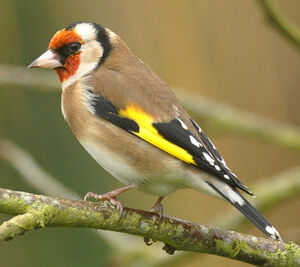 European Goldfinch 
&copy; Ghislain Riou