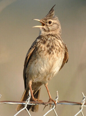 Crested Lark