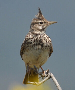 Crested Lark