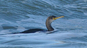 Cormoran hupp� 
&copy; Ghislain Riou
