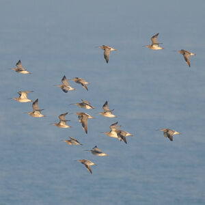 Eurasian Curlew 
&copy; Ghislain Riou