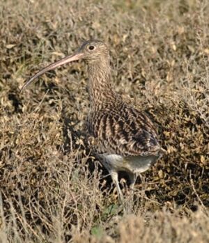 Eurasian Curlew 
&copy; Ghislain Riou