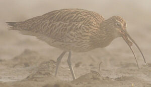 Eurasian Curlew