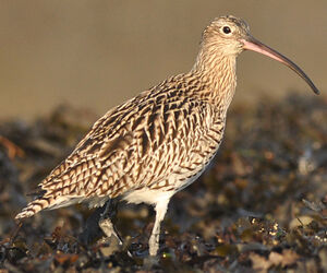 Eurasian Curlew