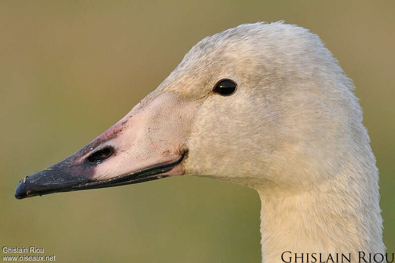 Whooper SwanFirst year, close-up portrait