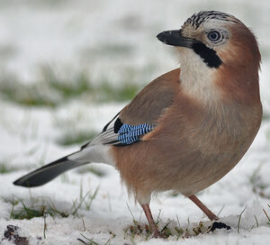 Eurasian Jay