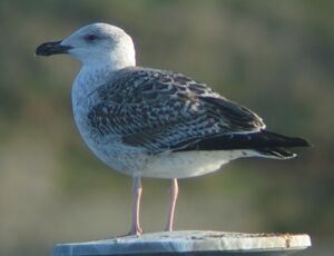 Great Black-backed Gull 
&copy; Ghislain Riou