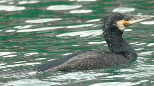 Great Cormorant 
&copy; Ghislain Riou