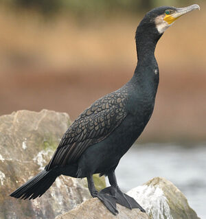 Grand Cormoran 
&copy; Ghislain Riou