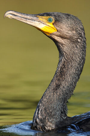 Grand Cormoran 
&copy; Ghislain Riou