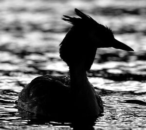 Gr�be hupp� 
&copy; Ghislain Riou