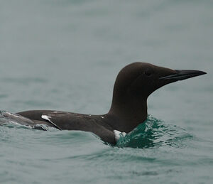 Guillemot de Tro�l