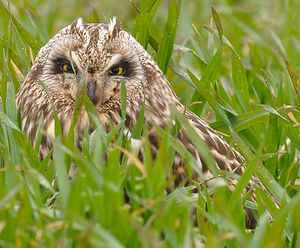 Hibou des marais