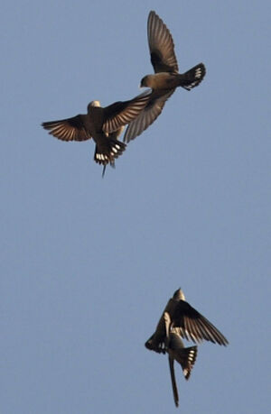Hirondelle de rochers 
&copy; Ghislain Riou