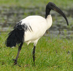 Ibis sacr�