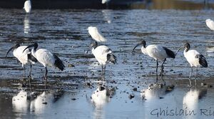 Ibis sacr�