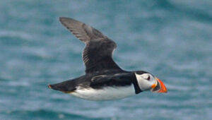 Atlantic Puffin