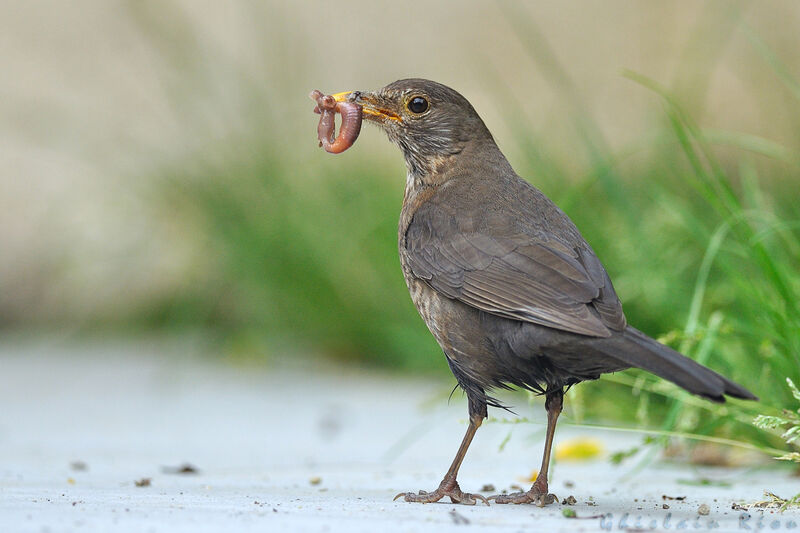 Common Blackbird female adult, feeding habits