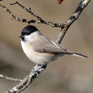 Marsh Tit