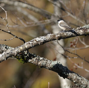 Marsh Tit