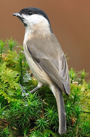 Mésange nonnette