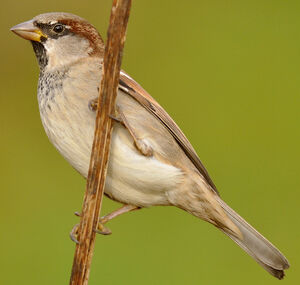 House Sparrow
