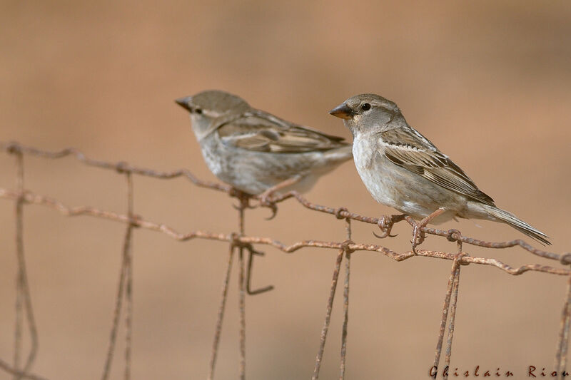 Spanish Sparrow female