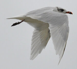 Mediterranean Gull 
&copy; Ghislain Riou