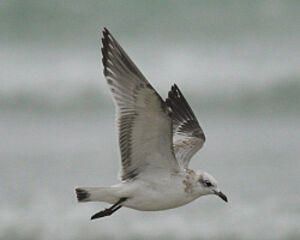 Mediterranean Gull 
&copy; Ghislain Riou