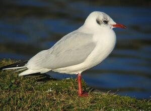 Mouette rieuse