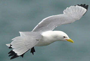 Black-legged Kittiwake 
&copy; Ghislain Riou