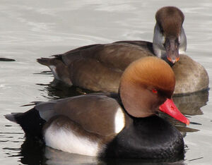 Red-crested Pochard 
&copy; Ghislain Riou