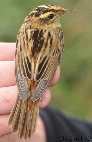 Aquatic Warbler