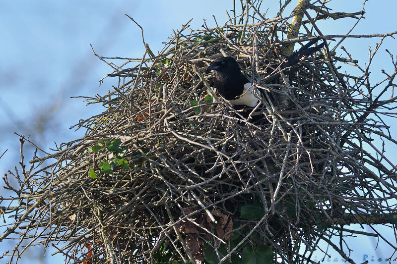 Eurasian Magpie, habitat, Reproduction-nesting