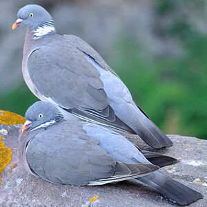 Pigeon ramier 
&copy; Ghislain Riou