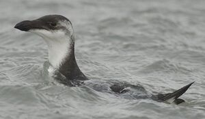 Pingouin torda 
&copy; Ghislain Riou
