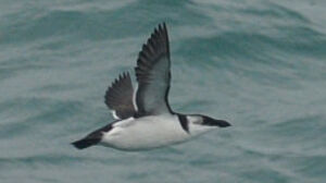 Pingouin torda 
&copy; Ghislain Riou