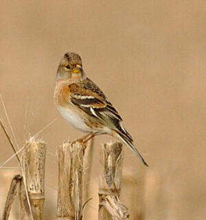 Brambling