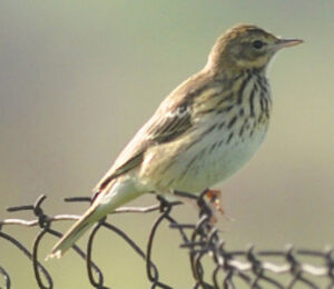 Tree Pipit